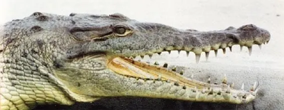 Crocodylus acutus