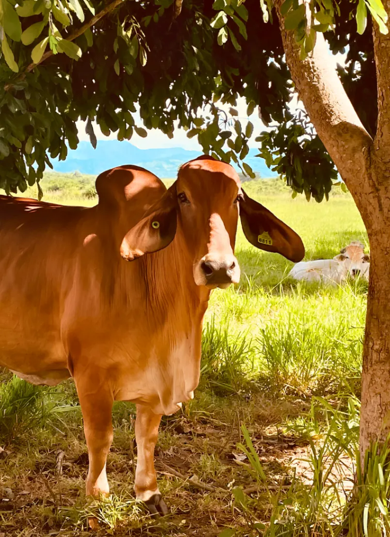 Ejemplar Brahman Rojo
