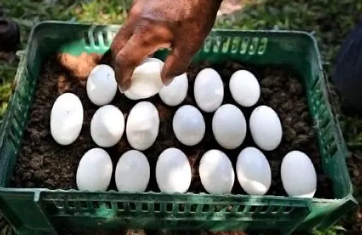 Crías de cocodrilo