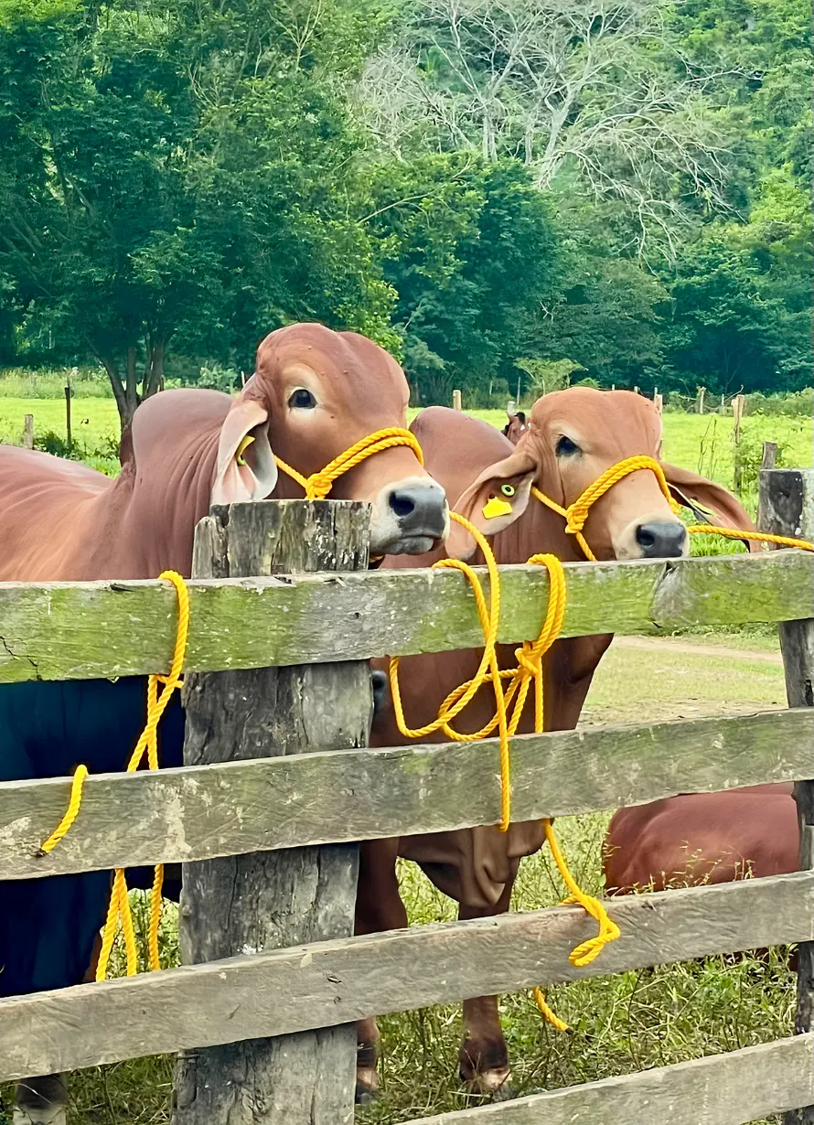 Ganado Brahman Rojo