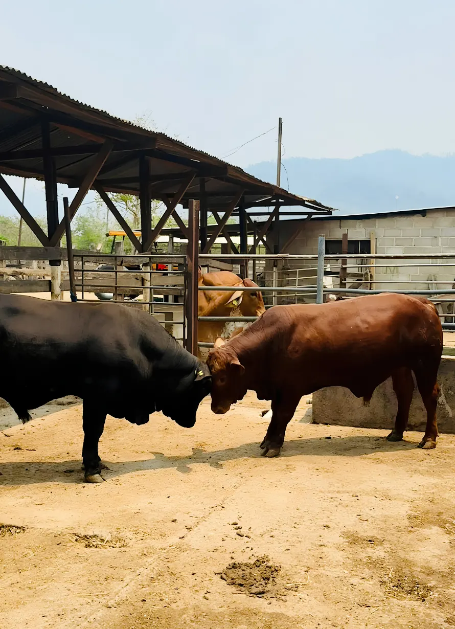 Toros Brangus en corral